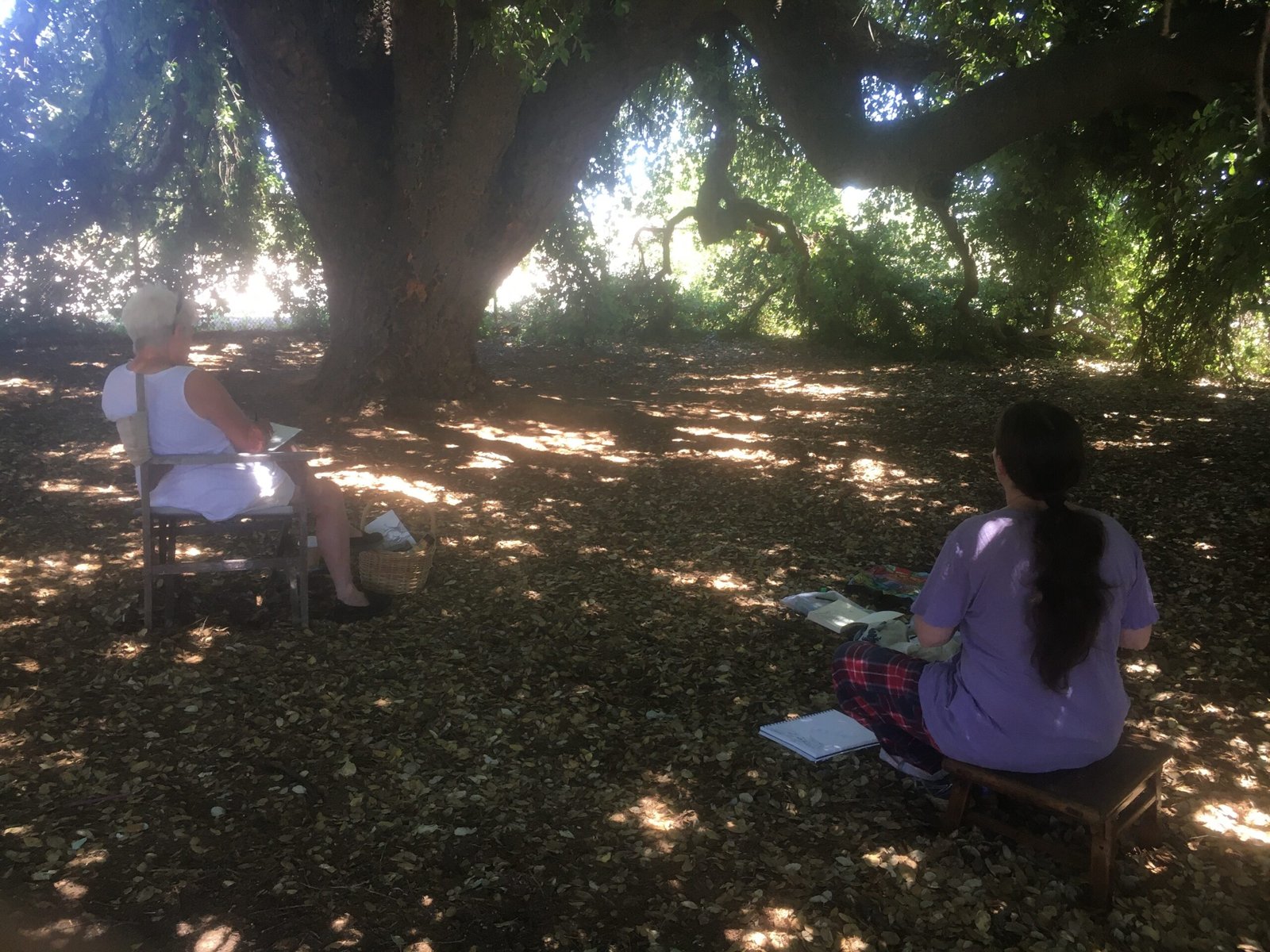 A morning of drawing under the magnificent Dunolly cork tree